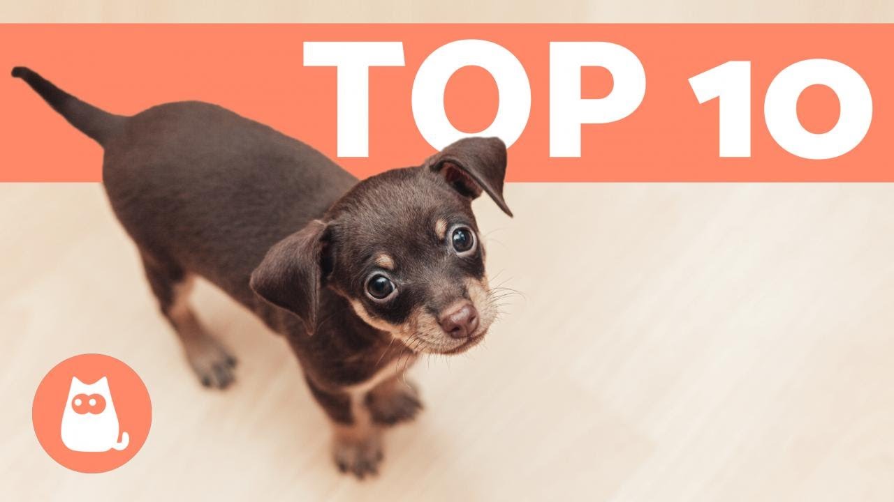 mini toy cani piccolissima taglia toy