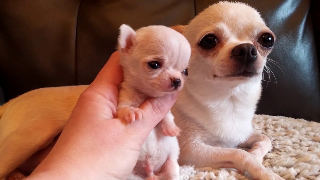 mini toy chiwawa toy pelo lungo