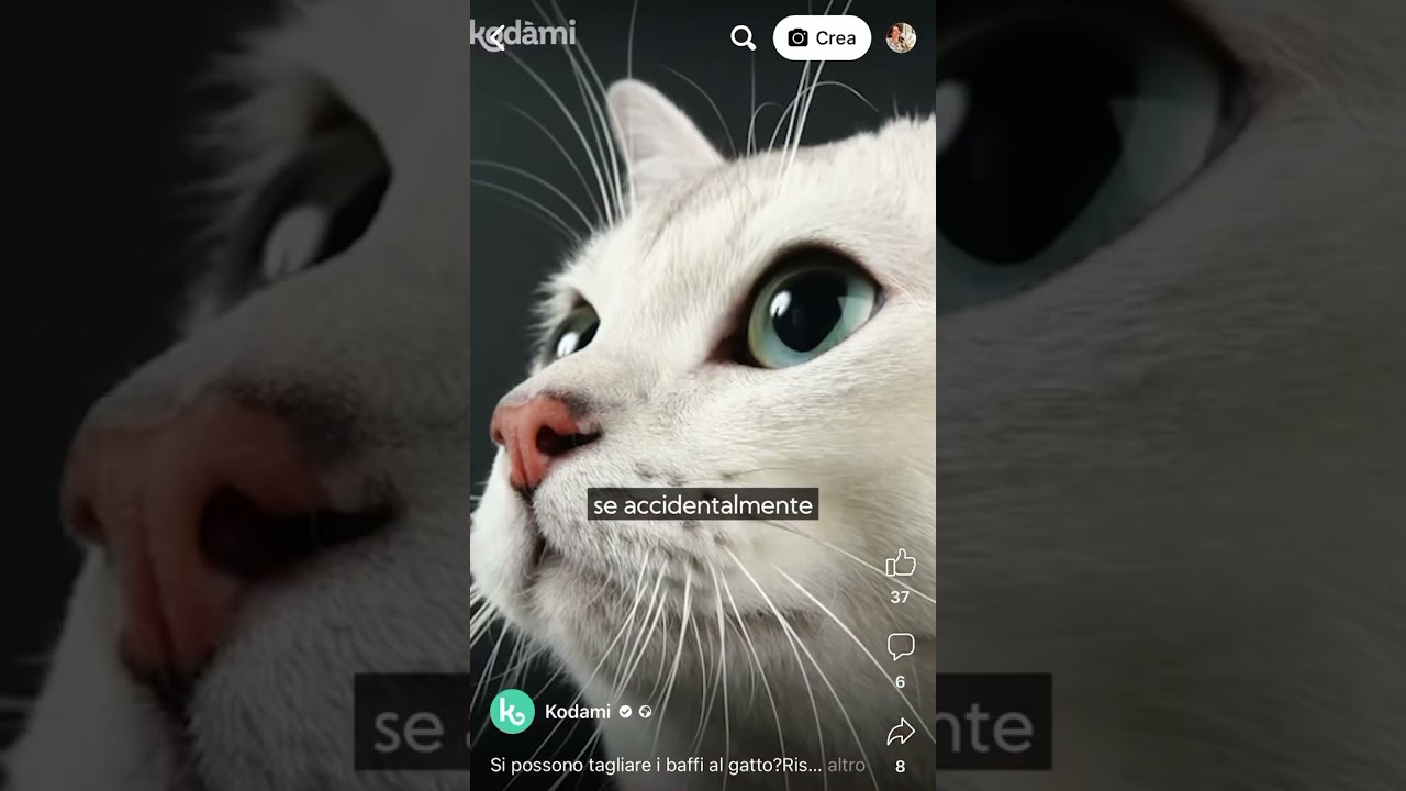 mio figlio ha tagliato i baffi al gatto