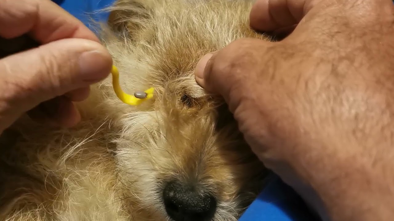 morso di una zecca al cane