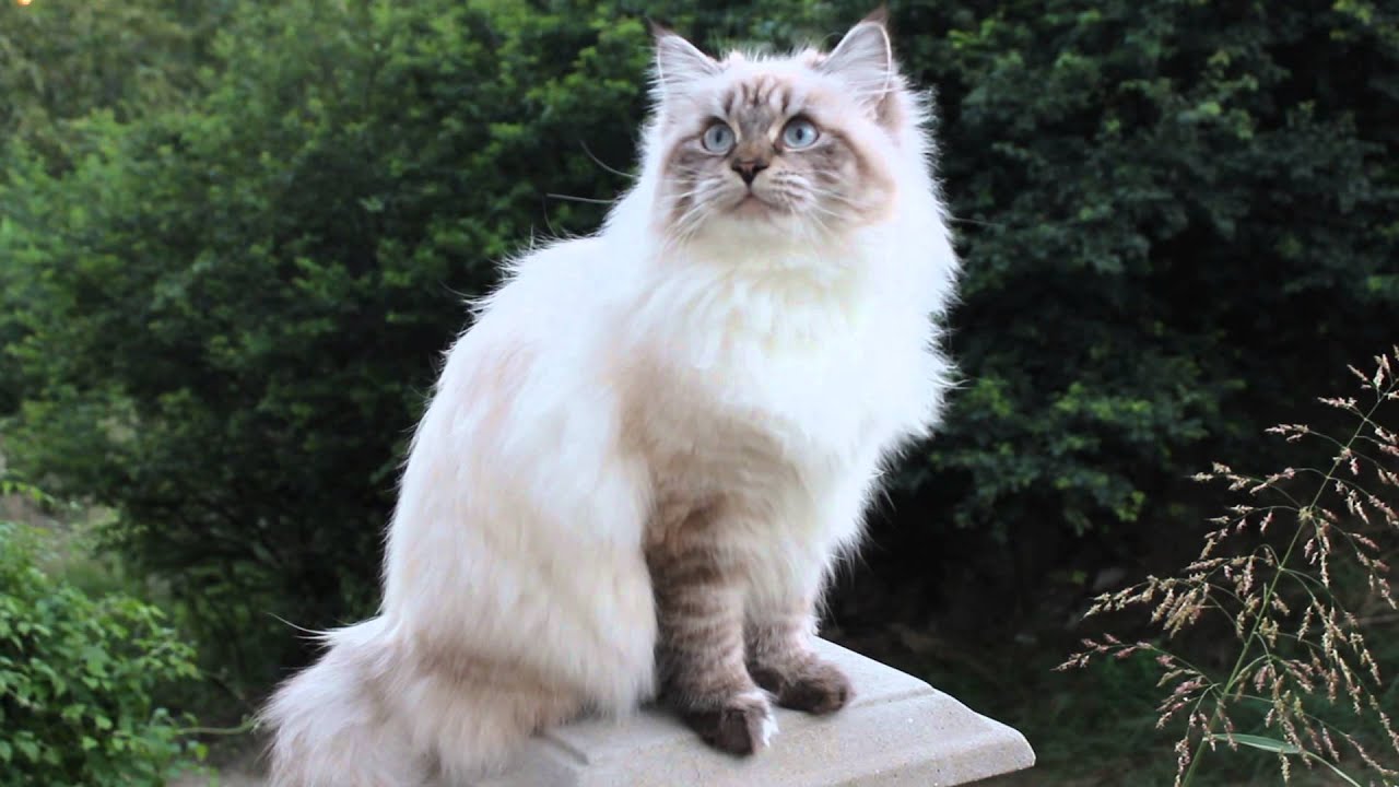 neva masquerade blue point gatto siberiano