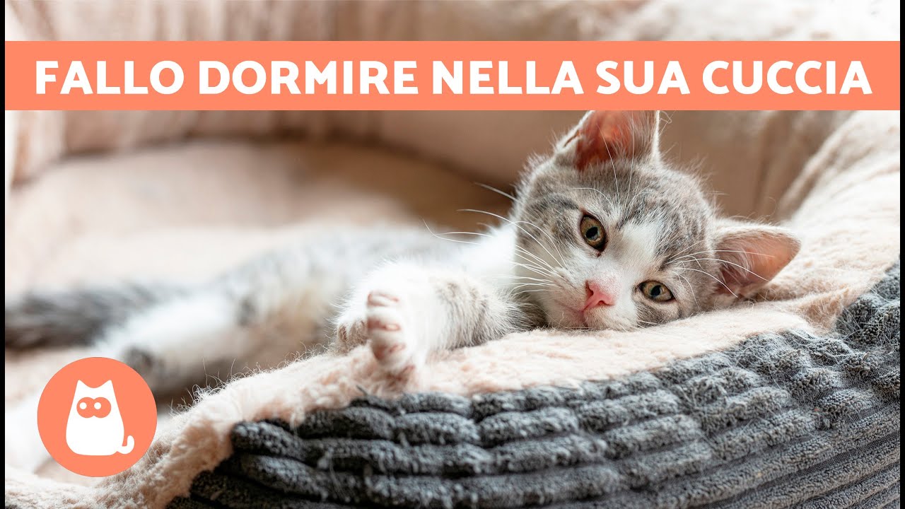 non far dormire il gatto sul letto