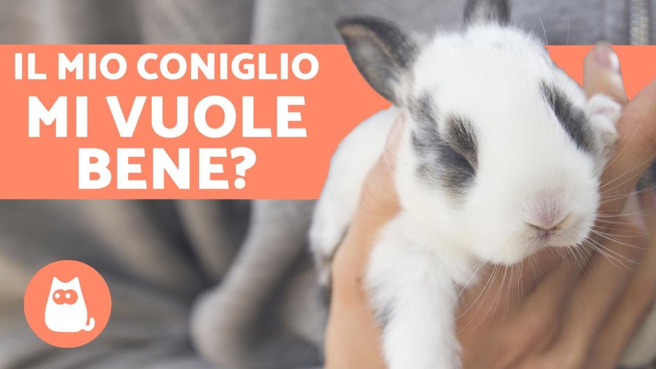 non posso più tenere il mio coniglio