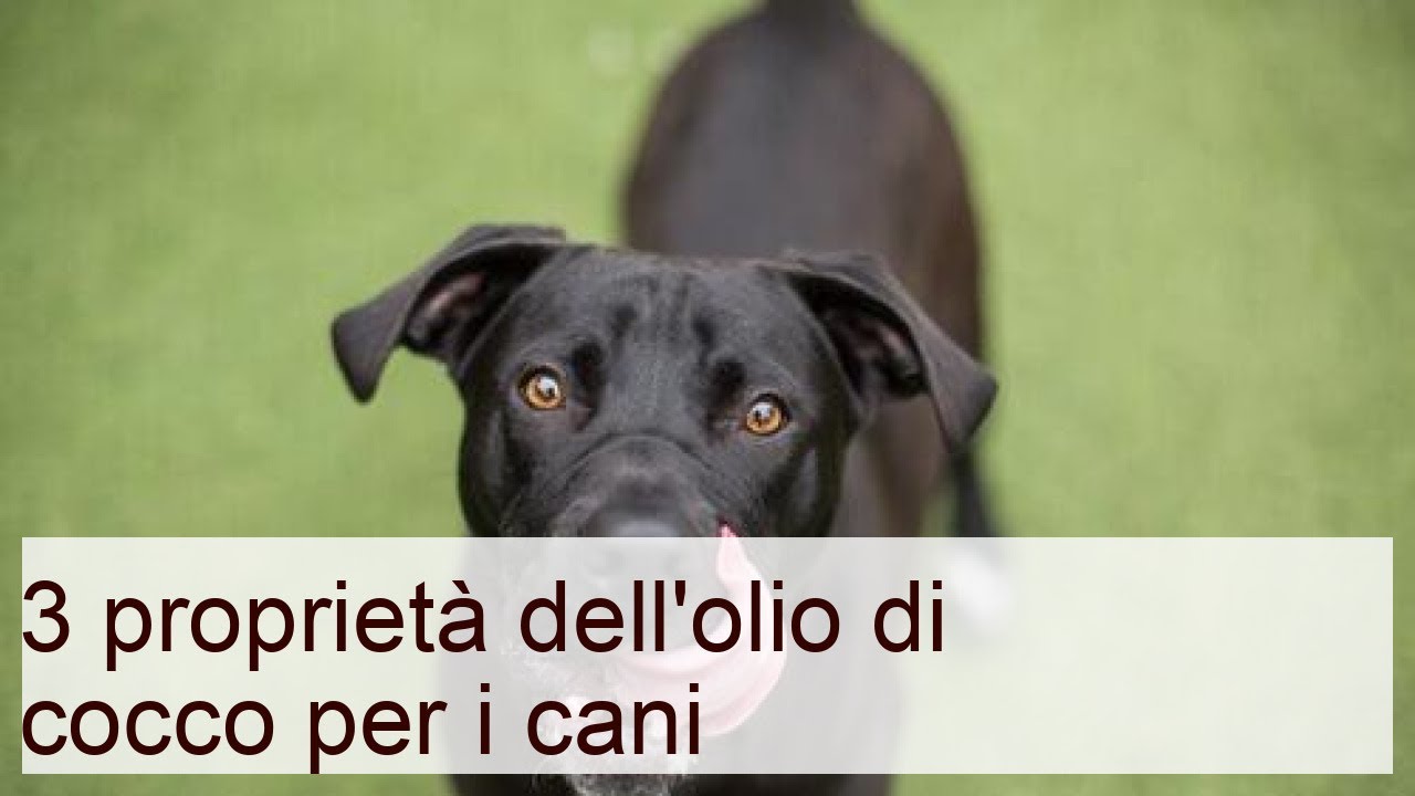 olio di cocco è dermatite cani