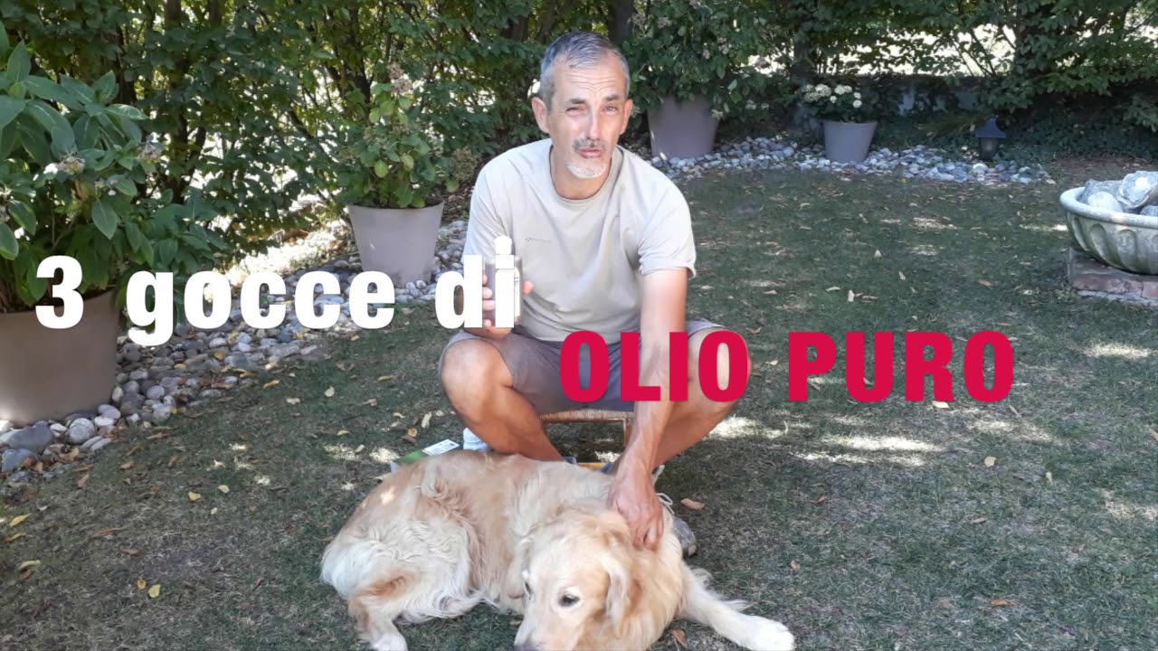 olio di neem tossico per gatti