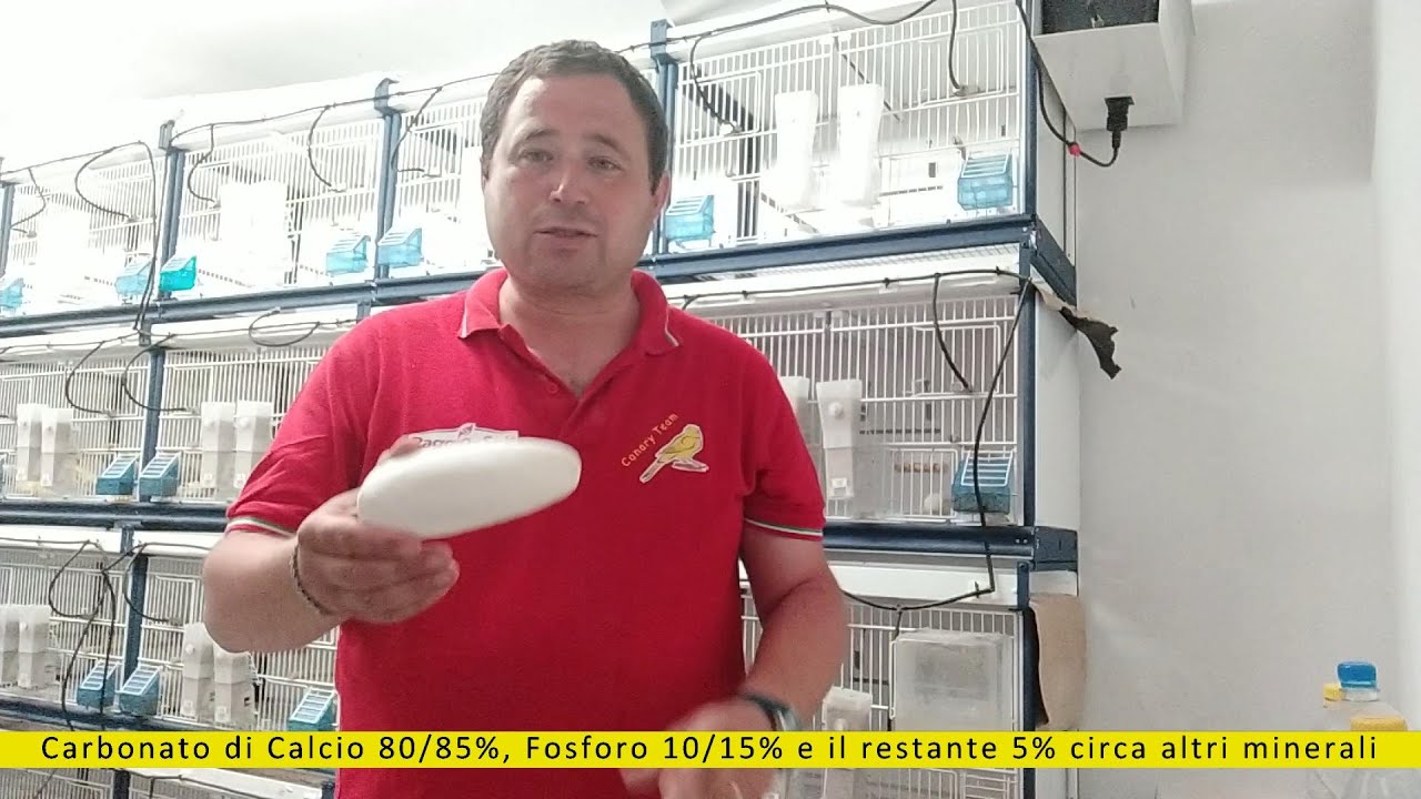osso di seppia dove si trova