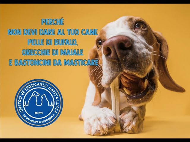 osso pelle di bufalo per cucciolo