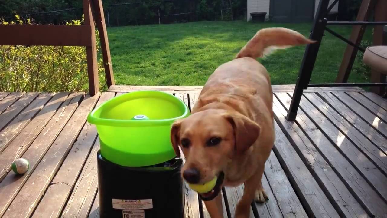 palla per cani di grossa taglia