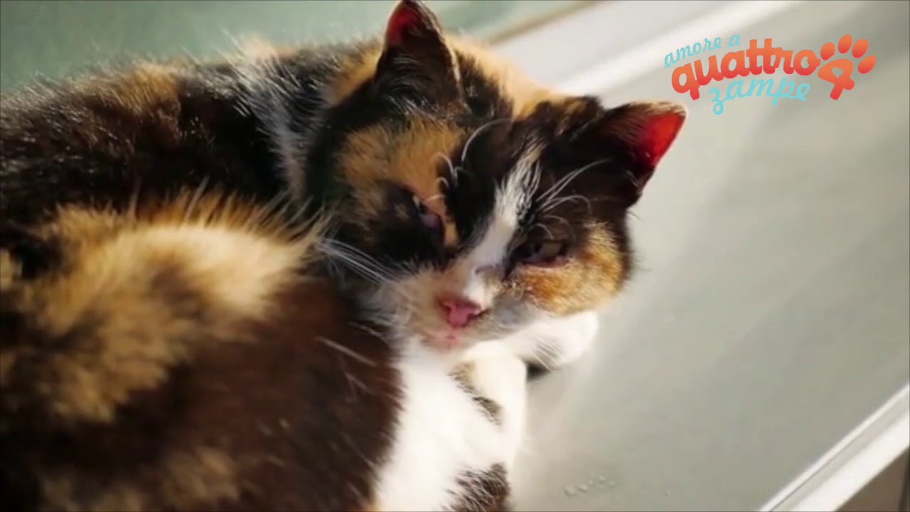 pancia gonfia e dura nel gatto adulto