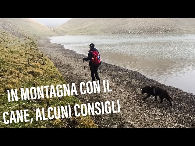 passeggiate con cane vicino a me