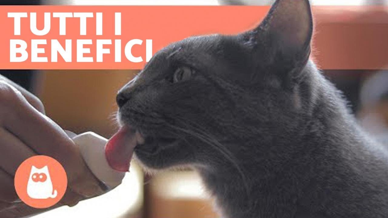pasta al malto per gatti fa male