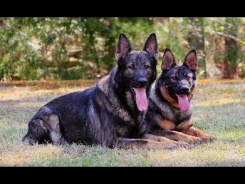 pastore belga malinois meglio maschio o femmina