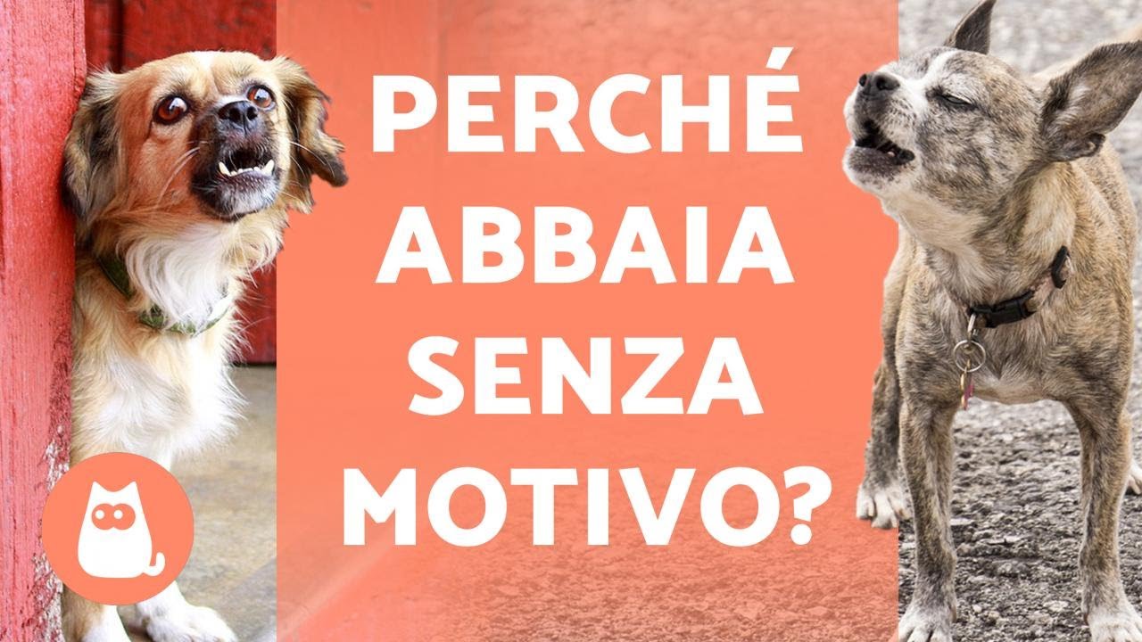 perché i cani abbaiano ai neri