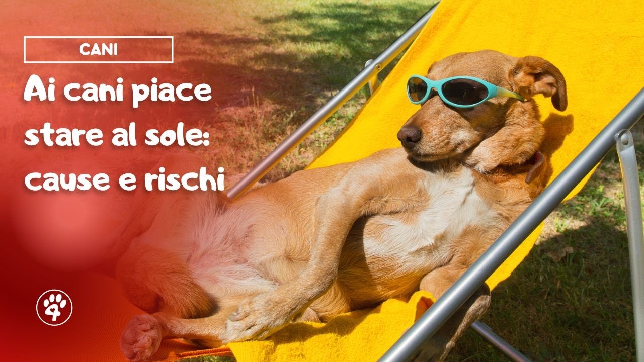 perchè i cani si mettono al sole