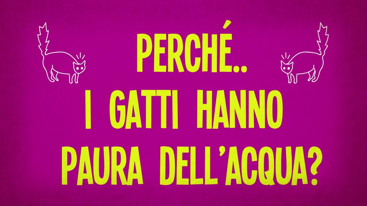 perchè i gatti hanno paura dell'acqua