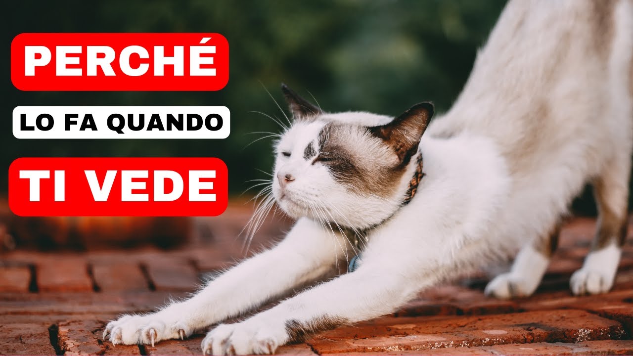 perché i gatti la sera si scatenano
