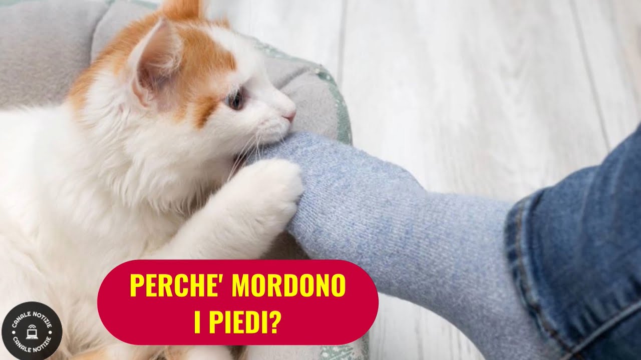perchè i gatti mordono i piedi