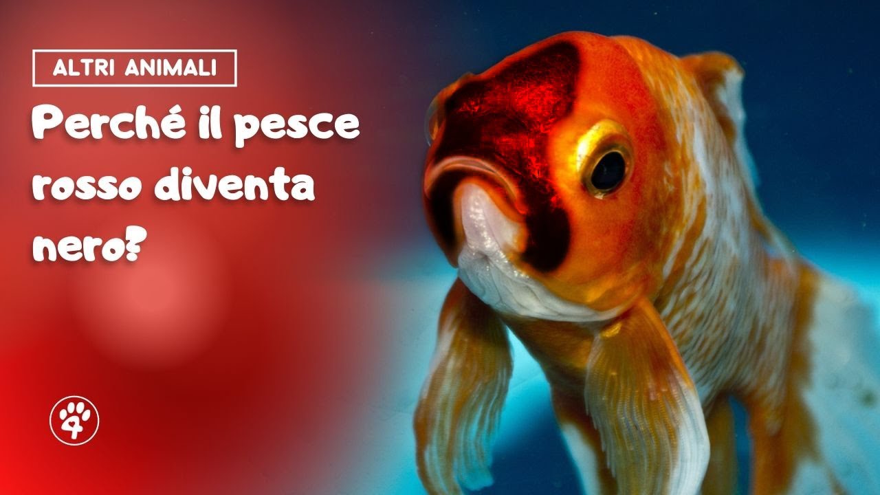 perchè i pesci rossi diventano bianchi