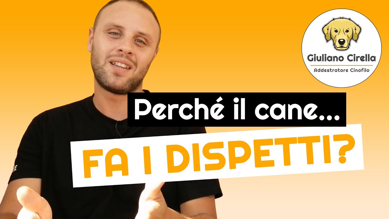 perchè il cane fa la pipì sul letto