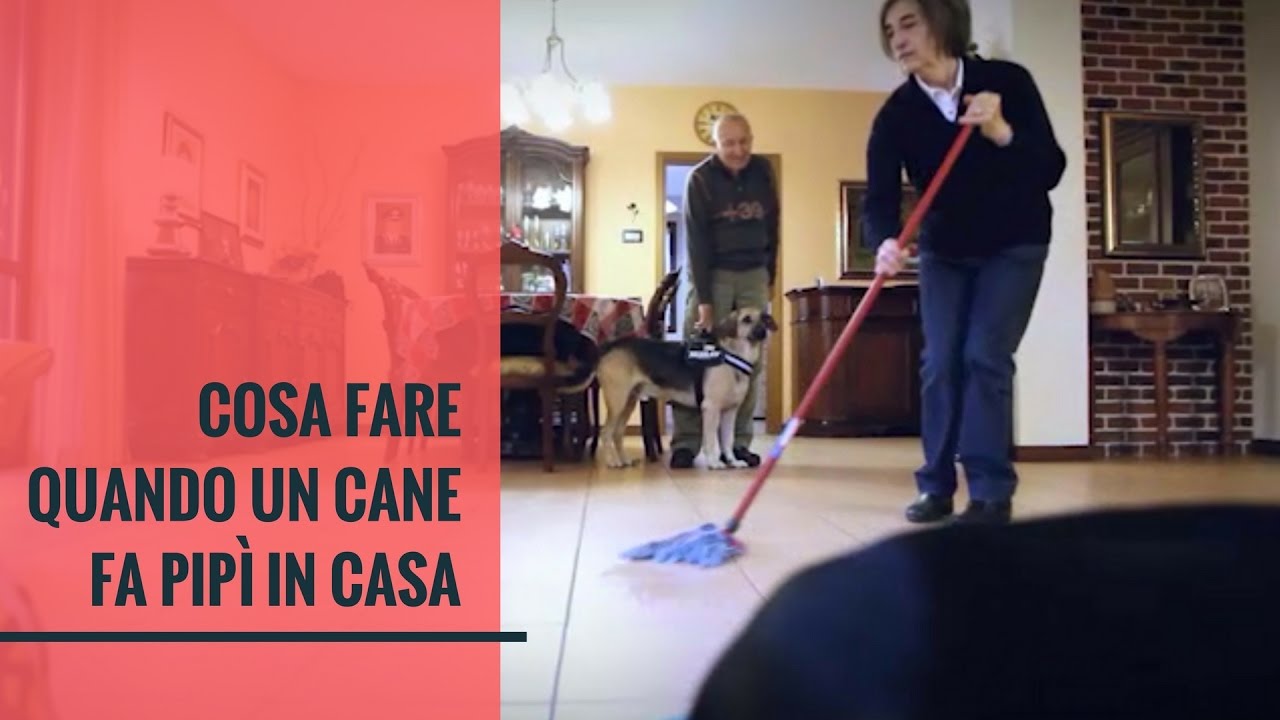 perché il cane improvvisamente fa pipì in casa