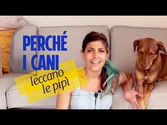perche il cane lecca la sua pipi