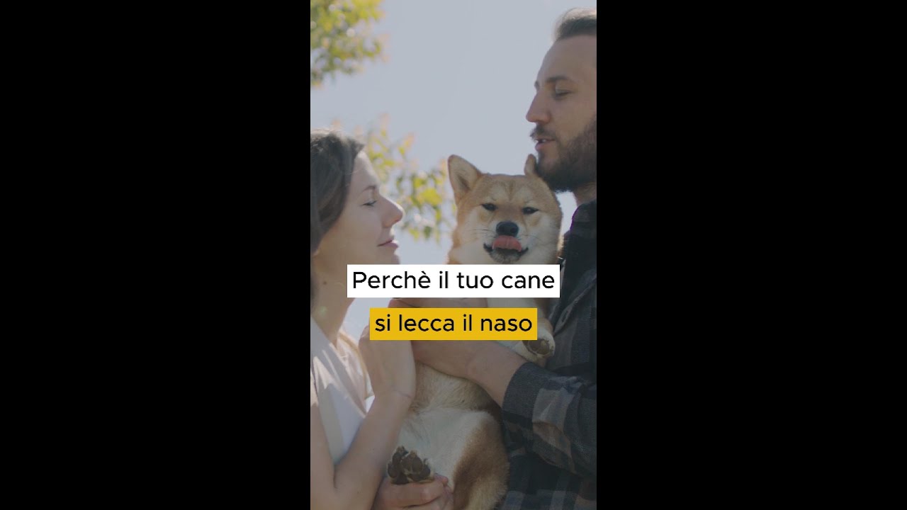 perche il cane si lecca il naso