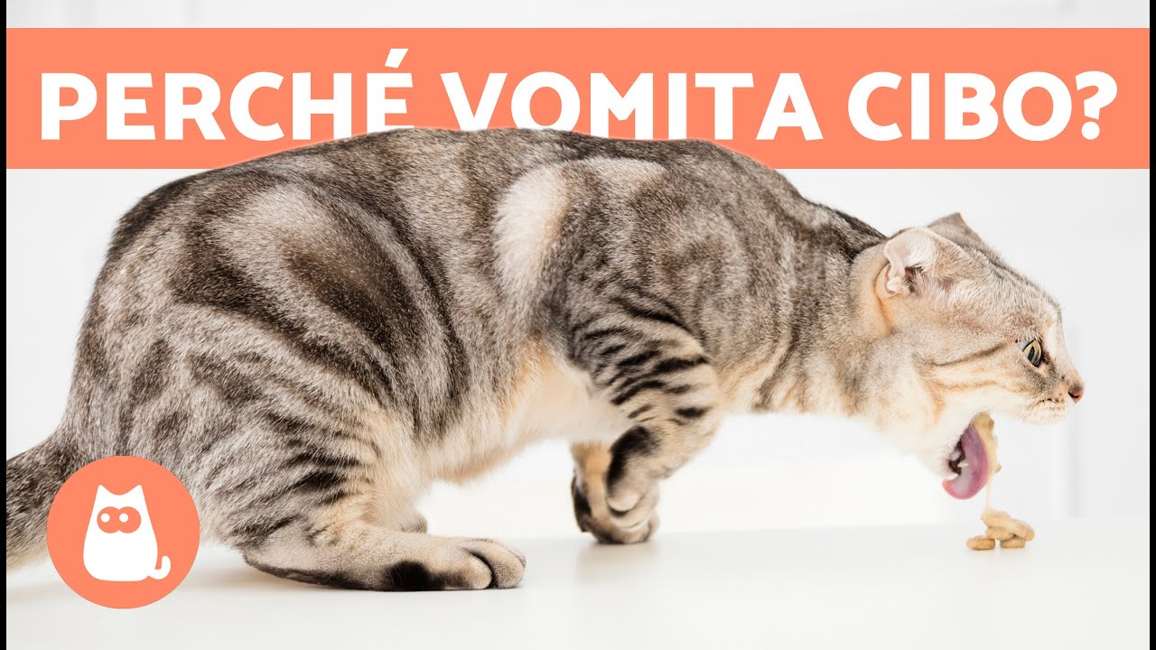 perchè il gatto vomita dopo aver mangiato