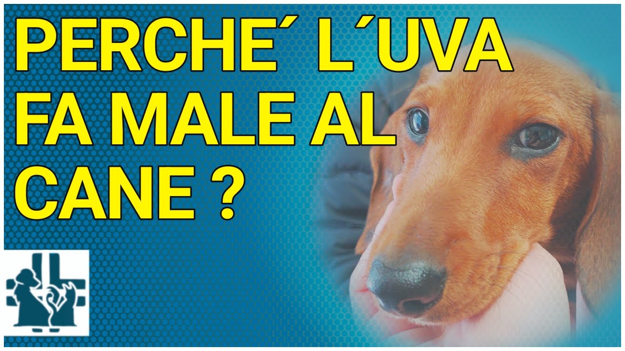 perchè l'uva fa male ai cani