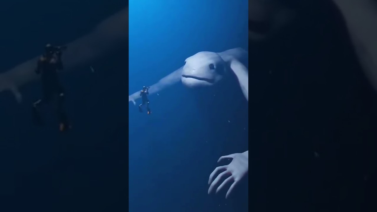 pesce con striscia nera sulla coda