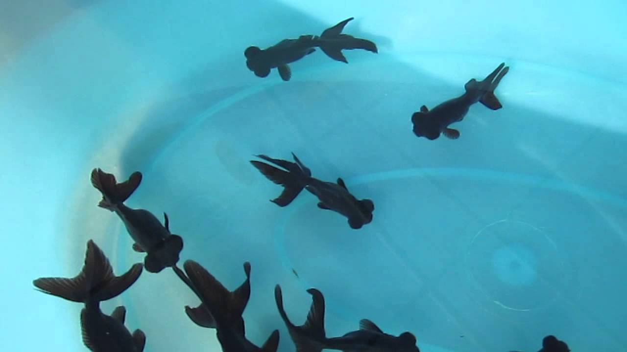 pesce nero con occhi a palla