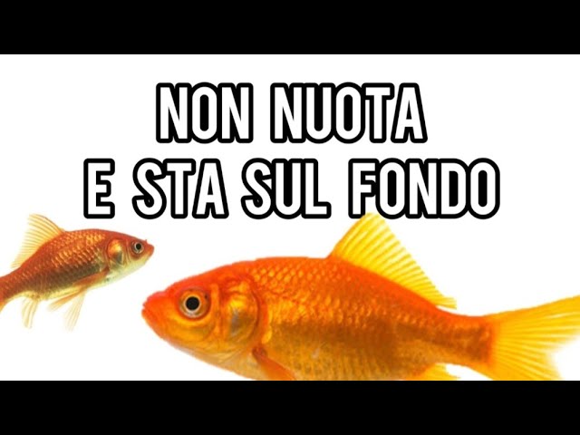 pesce rosso a pancia in su