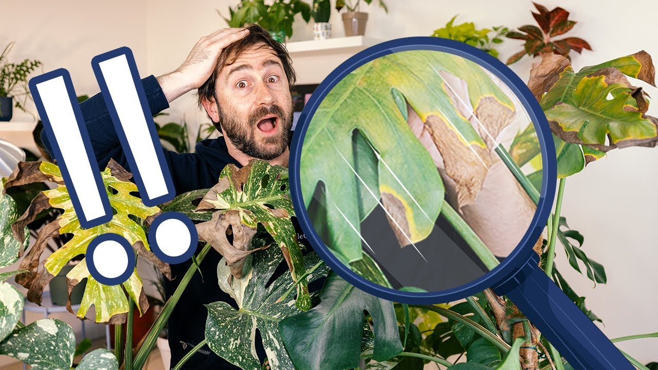 pianta con foglie verdi e macchie gialle