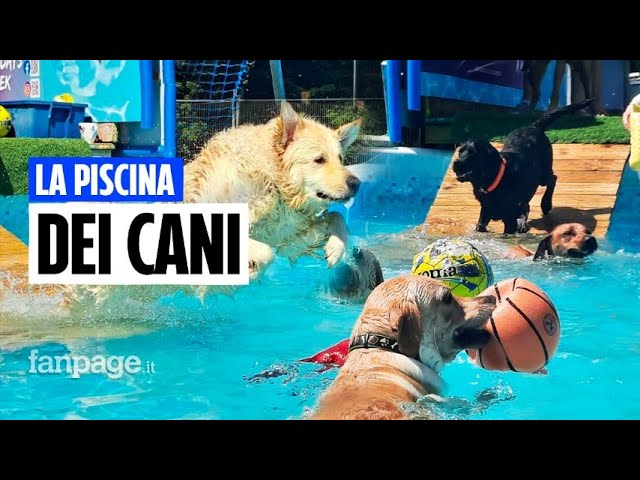 piscina dove possono entrare i cani