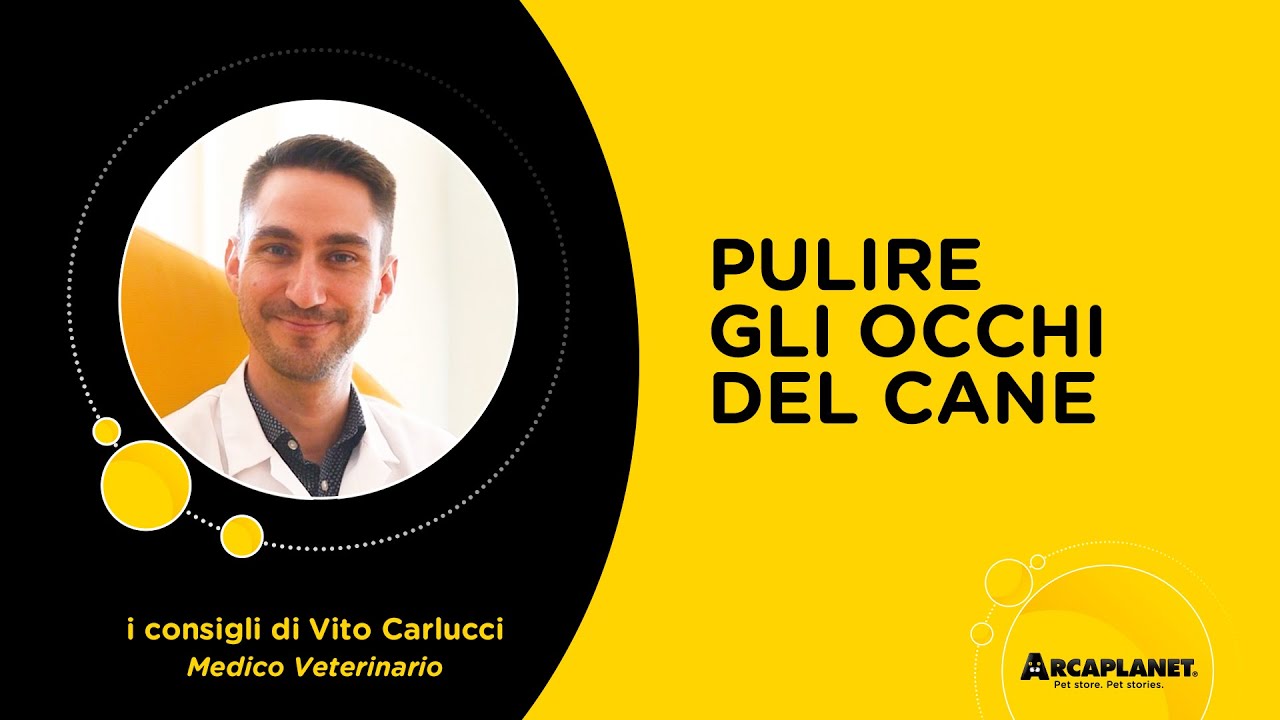 pulire occhi cane con soluzione fisiologica