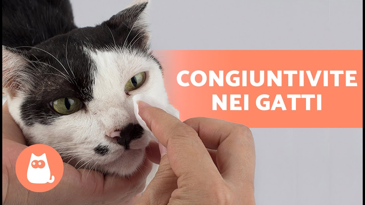 pulire occhi gatto con acqua ossigenata