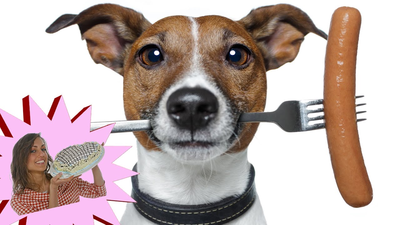 quali fermenti lattici si possono dare al cane