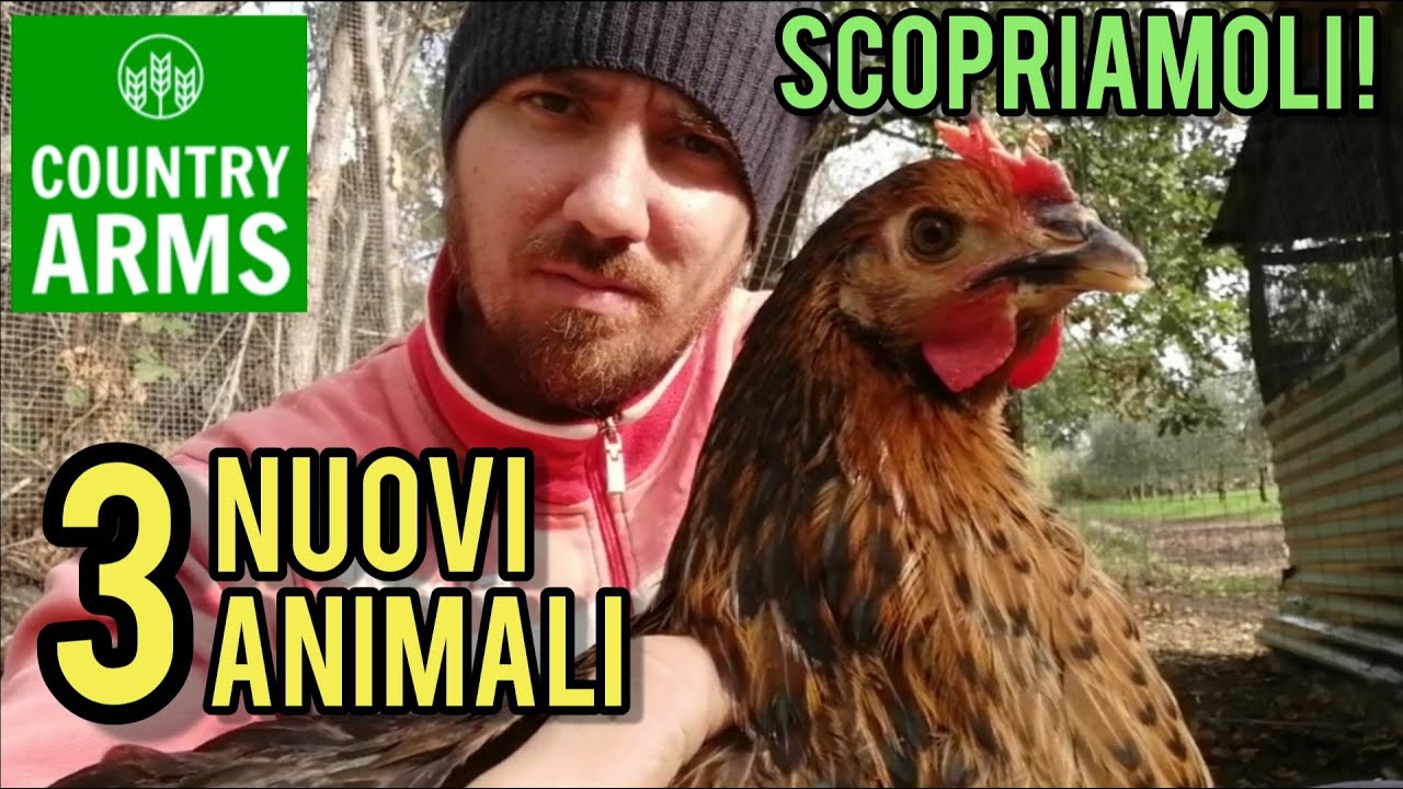 quali sono le galline che fanno più uova