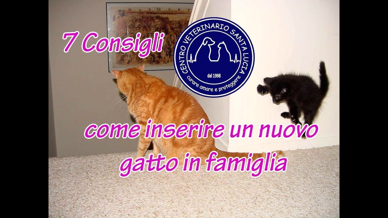 quando il gatto non accetta nuovo arrivato