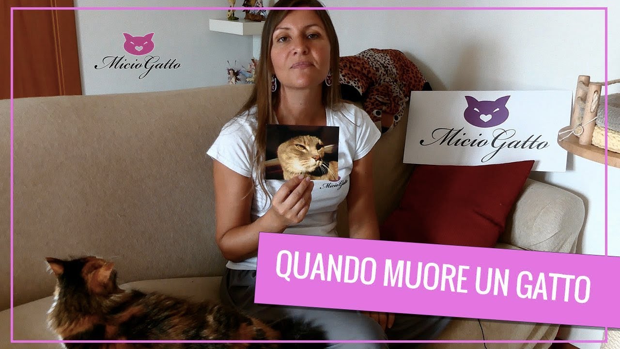 quando muore un gatto in casa