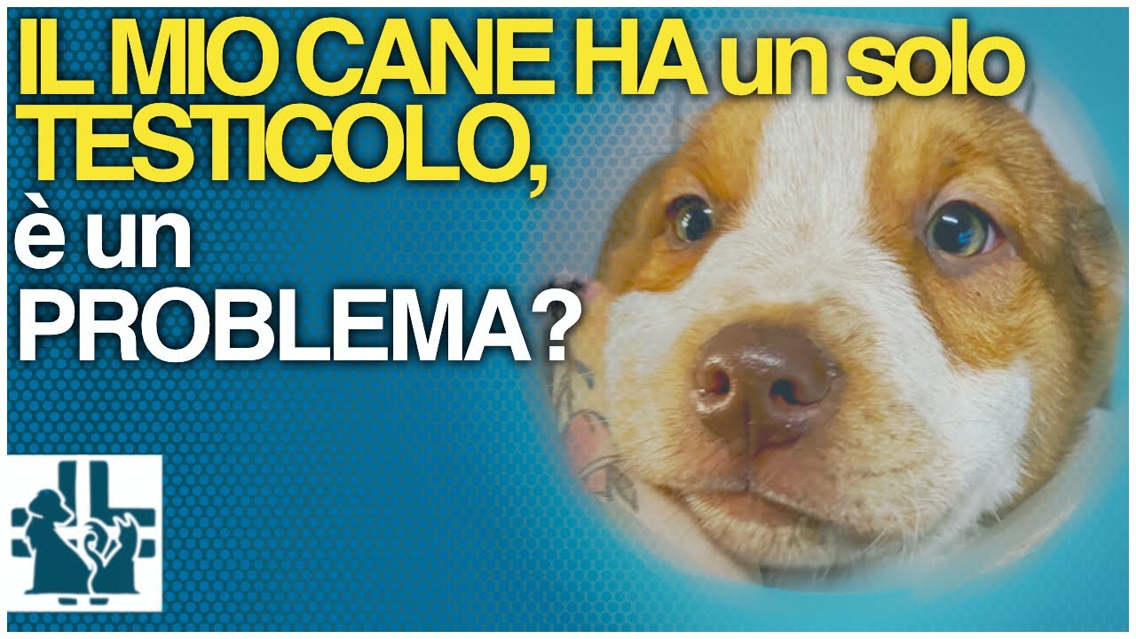 quando scendono i testicoli al cane