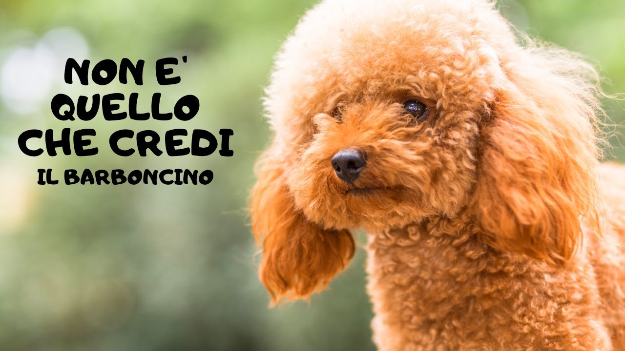 quando si arriccia il pelo del barboncino