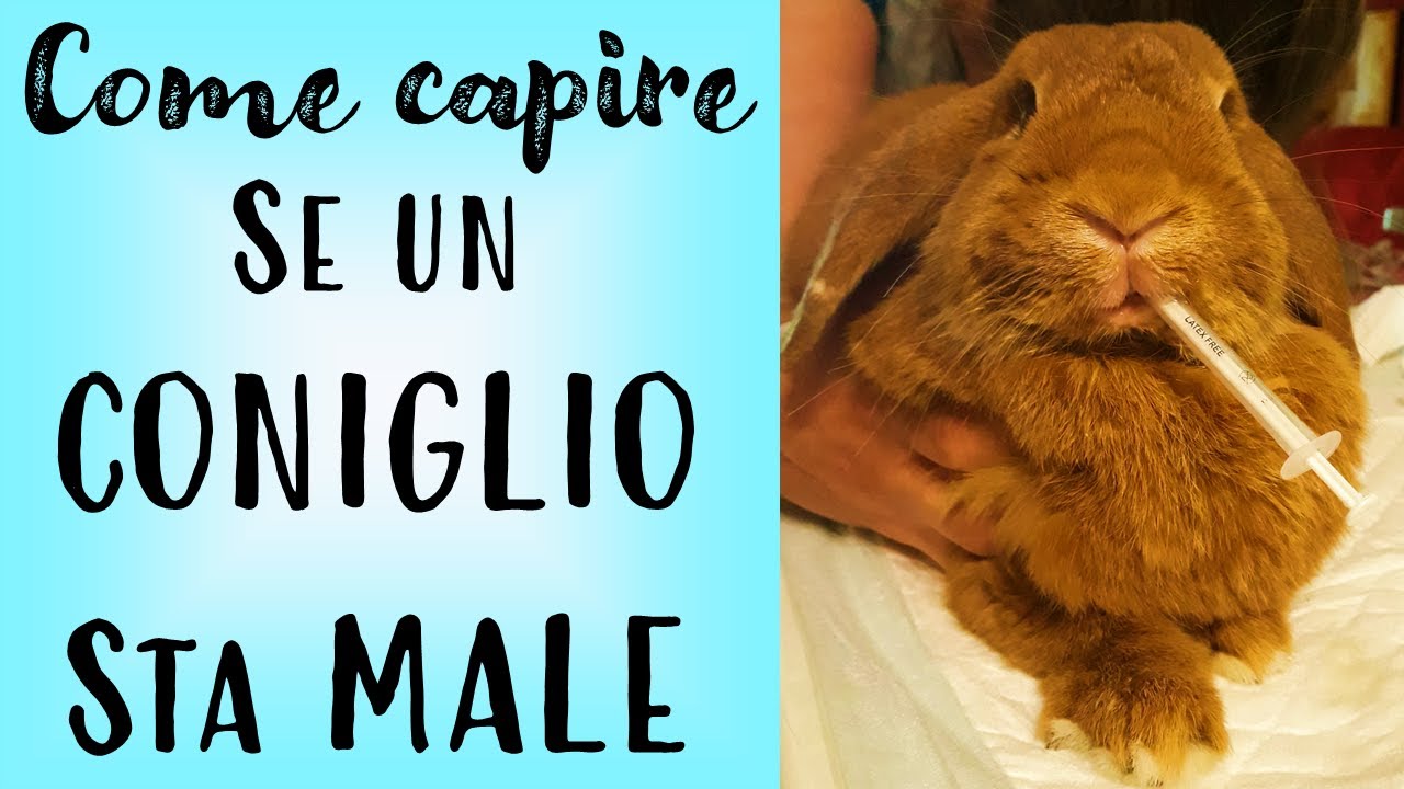 quando un coniglio sta per morire