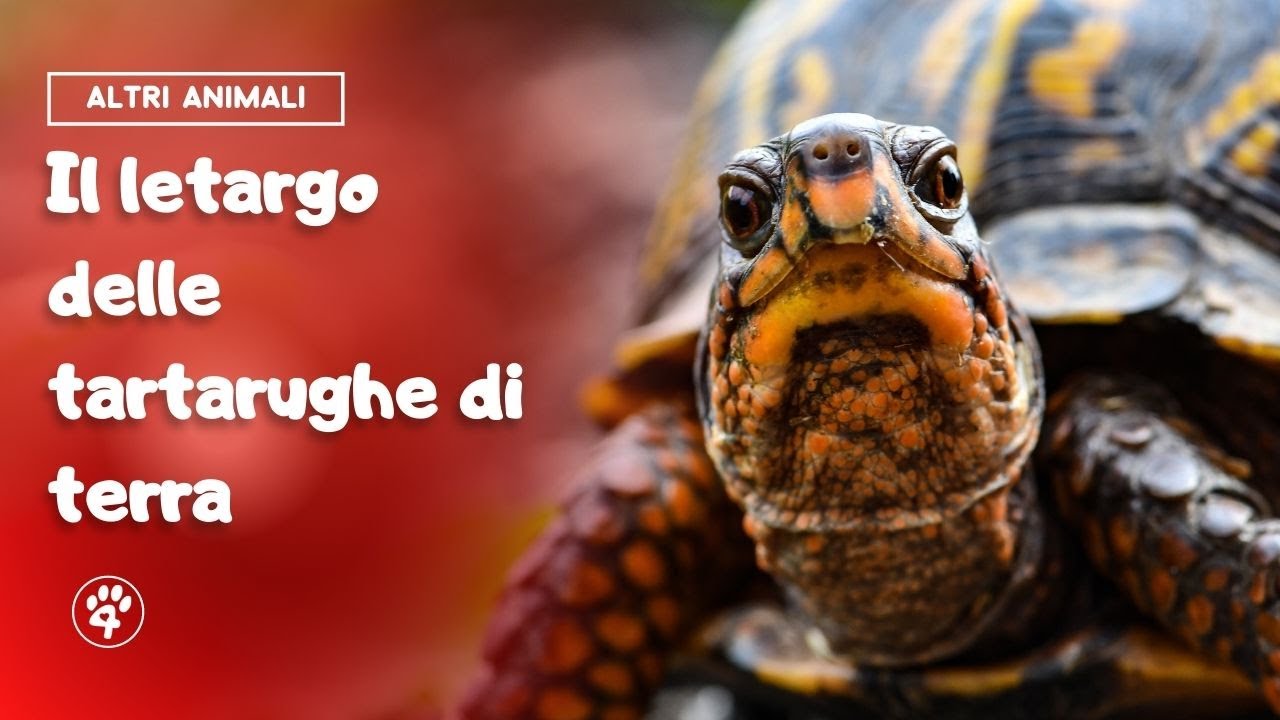 quando va in letargo la tartaruga di terra