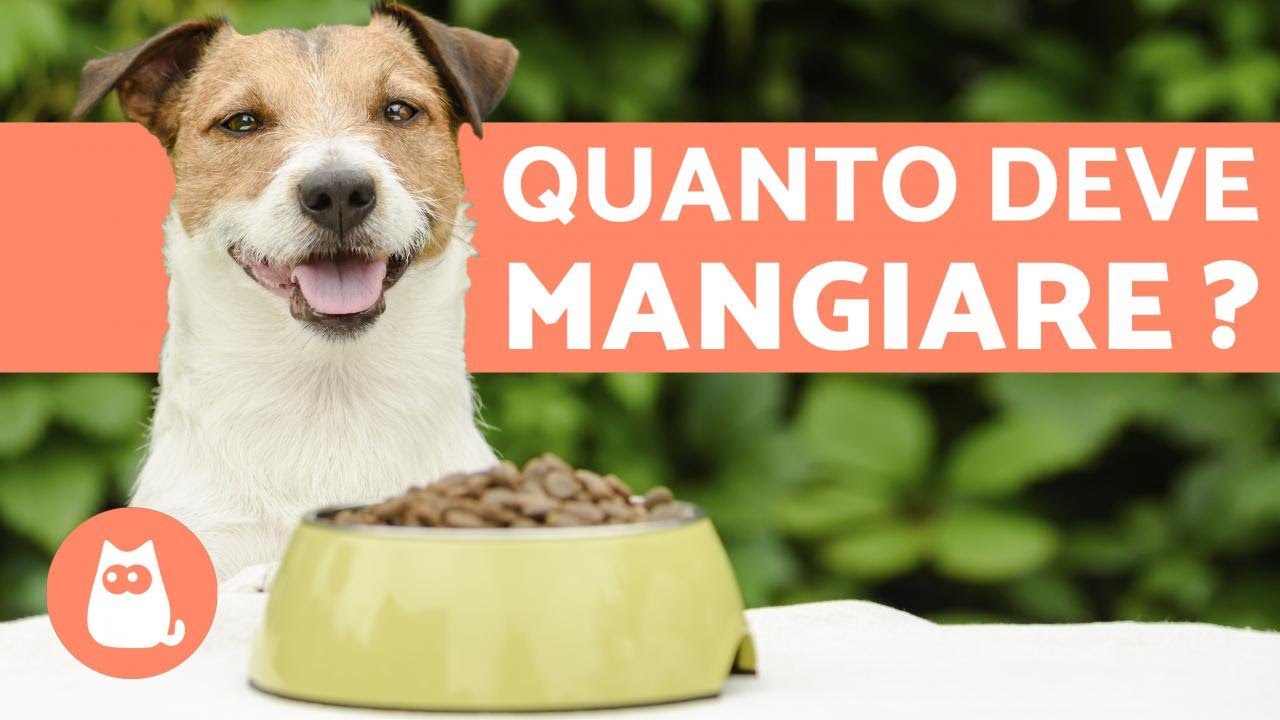 quante volte al giorno deve mangiare un cane piccolo