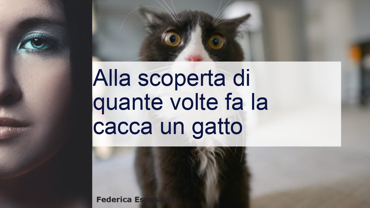 quante volte fa la cacca un gatto