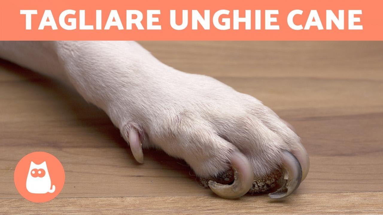 quanto costa tagliare le unghie al cane