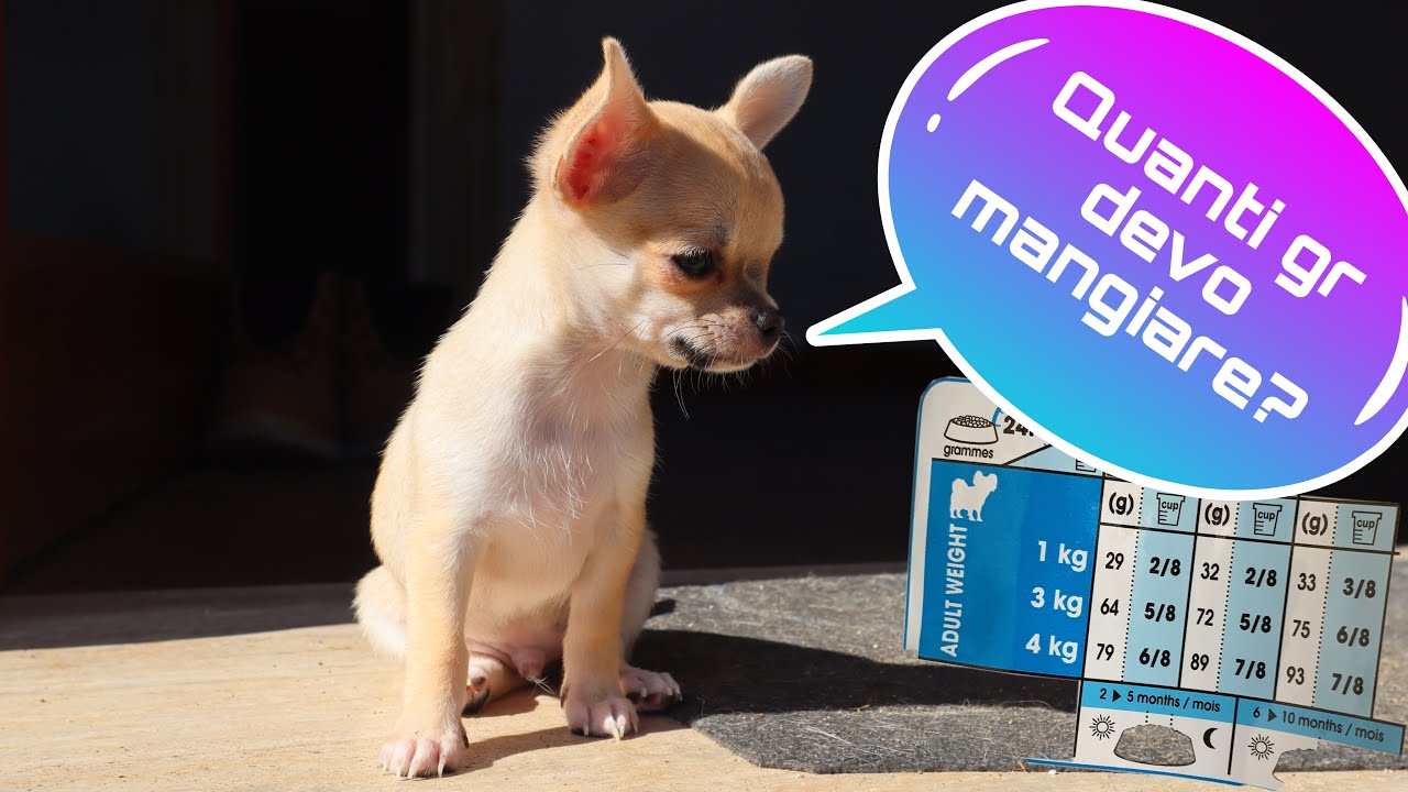 quanto costa un cucciolo di chihuahua
