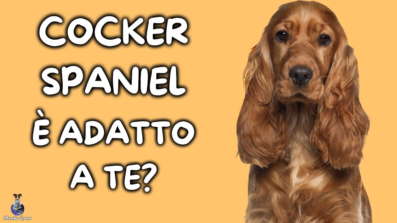 quanto costa un cucciolo di cocker