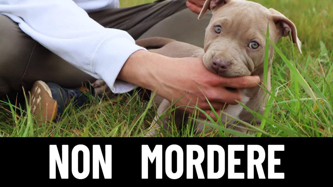 quanto costa un cucciolo di pitbull