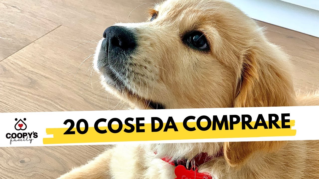 quanto costa un golden retriever cucciolo